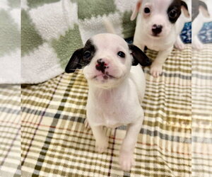 Chipin Dogs for adoption in Gilberts, IL, USA
