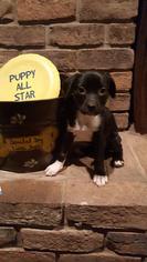 American Staffordshire Terrier Dogs for adoption in Akron, OH, USA