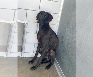Great Dane Dogs for adoption in Bullard, TX, USA