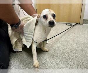 Chihuahua-Unknown Mix Dogs for adoption in Fort Collins, CO, USA