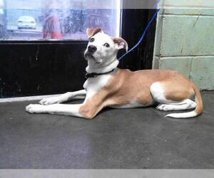 Black and Tan Coonhound-Ibizan Hound Mix Dogs for adoption in Tulsa, OK, USA