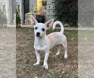Chihuahua Dogs for adoption in Dana Point, CA, USA