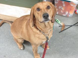 Medium Photo #1 Beagle-Bloodhound Mix Puppy For Sale in Richmond, IN, USA