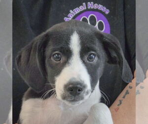 Beagle-Pointer Mix Dogs for adoption in Huntley, IL, USA