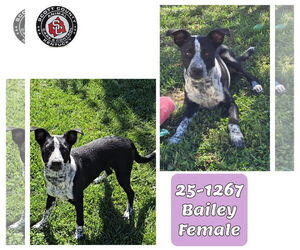 Mutt Dogs for adoption in Georgetown, KY, USA