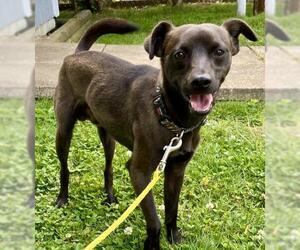 Mutt Dogs for adoption in Pevely, MO, USA
