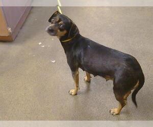 Chihuahua Dogs for adoption in Sacramento, CA, USA