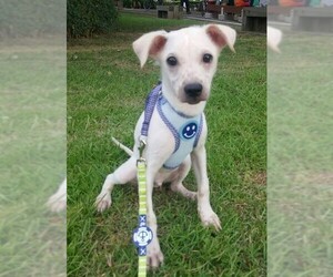 Labrador Retriever-Unknown Mix Dogs for adoption in Seattle, WA, USA