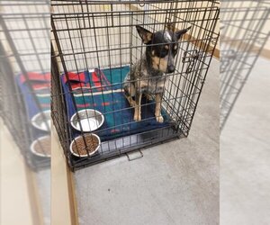 Australian Shepherd Dogs for adoption in Texas City, TX, USA