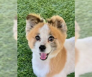 Pomeranian-Unknown Mix Dogs for adoption in Agoura Hills, CA, USA
