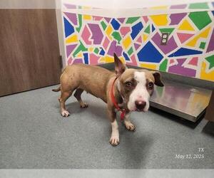 American Pit Bull Terrier-Unknown Mix Dogs for adoption in Baytown, TX, USA