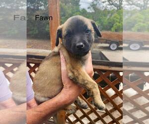 German Shepherd Dog-Unknown Mix Dogs for adoption in Incline Village, NV, USA