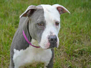 American Bulldog-Unknown Mix Dogs for adoption in Fort Lauderdale, FL, USA