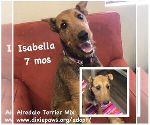 Airedale Terrier Dogs for adoption in St. George, UT, USA