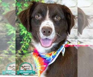 Boykin Spaniel-English Springer Spaniel Mix Dogs for adoption in Kennesaw, GA, USA