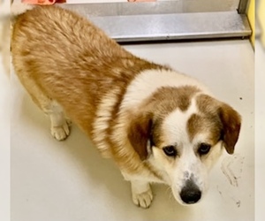 Pembroke Welsh Corgi Dogs for adoption in Pampa, TX, USA