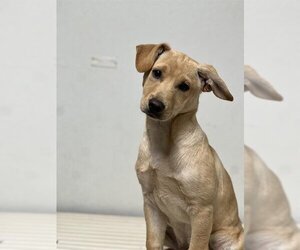 Labrador Retriever Dogs for adoption in Bakersfield, CA, USA