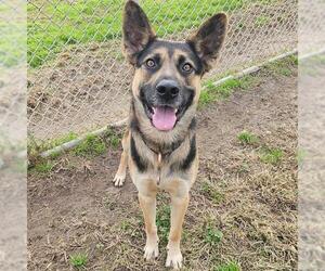 German Shepherd Dog-Unknown Mix Dogs for adoption in Modesto, CA, USA