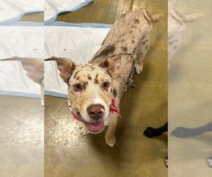 Catahoula Leopard Dog-Unknown Mix Dogs for adoption in El Centro, CA, USA