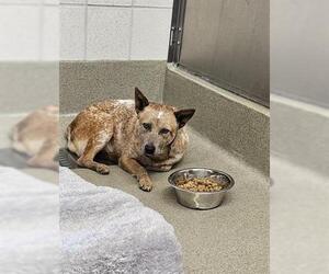 Texas Heeler Dogs for adoption in San Martin, CA, USA