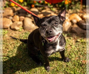 French Bulldog-Unknown Mix Dogs for adoption in Louisville, KY, USA