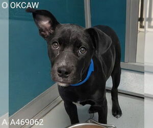 American Pit Bull Terrier-Unknown Mix Dogs for adoption in Oklahoma City, OK, USA