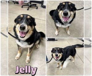 Australian Shepherd-Unknown Mix Dogs for adoption in Pierceton , IN, USA