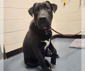 Labrador Retriever Dogs for adoption in Denver, CO, USA