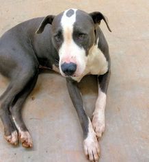 American Pit Bull Terrier Dogs for adoption in Rutherfordton, NC, USA