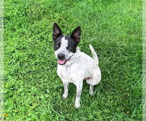 Mutt Dogs for adoption in Unionville, PA, USA