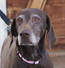 German Shorthaired Pointer Dogs for adoption in Prosser, WA, USA