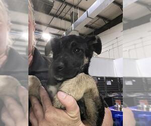 German Shepherd Dog Dogs for adoption in Bakersfield, CA, USA