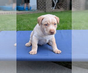 Carolina Dog-Unknown Mix Dogs for adoption in Raleigh, NC, USA