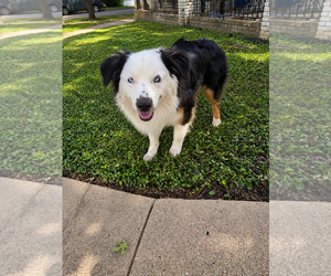 Australian Shepherd Dogs for adoption in Dallas, TX, USA