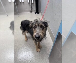 Mutt Dogs for adoption in Las Vegas, NV, USA