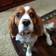 Cavalier King Charles Spaniel Dogs for adoption in Parker, CO, USA