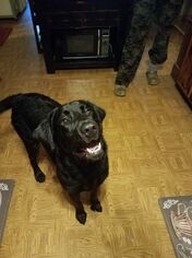 Labrador Retriever Dogs for adoption in Sheboygan, WI, USA