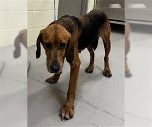Mutt Dogs for adoption in Sanford, FL, USA