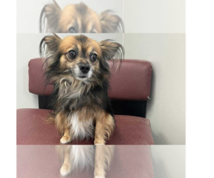 Chiweenie Dogs for adoption in Osgood, IN, USA