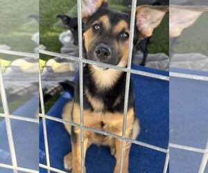 German Shepherd Dog-Unknown Mix Dogs for adoption in Turlock, CA, USA
