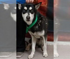 Medium Photo #2 Siberian Husky Puppy For Sale in San Bernardino, CA, USA