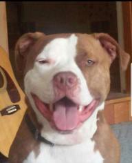 American Pit Bull Terrier Dogs for adoption in Tenafly, NJ, USA