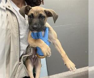 Black Mouth Cur-Unknown Mix Dogs for adoption in Tallahassee, FL, USA