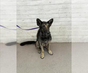 German Shepherd Dog Dogs for adoption in San Bernardino, CA, USA