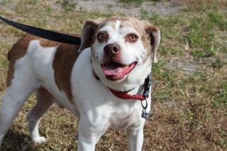 Boglen Terrier Dogs for adoption in West Palm Beach, FL, USA