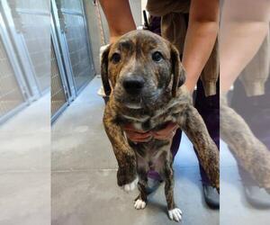 Catahoula Leopard Dog-Unknown Mix Dogs for adoption in Santa Cruz, CA, USA