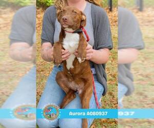 Labrador Retriever Dogs for adoption in Mobile, AL, USA