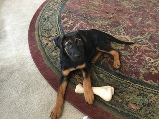 Shepradors Dogs for adoption in Gainesville, VA, USA