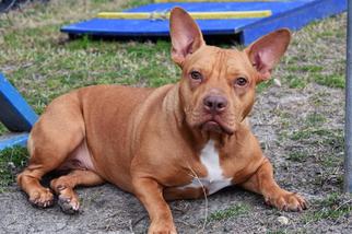 Free-Lance Bulldog Dogs for adoption in Washington, DC, USA