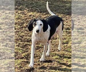 Black and Tan Coonhound-Labrador Retriever Mix Dogs for adoption in Mechanicsburg, PA, USA